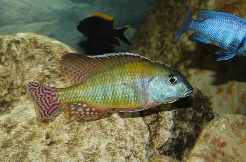 Lethrinops albus 'Kande Island'